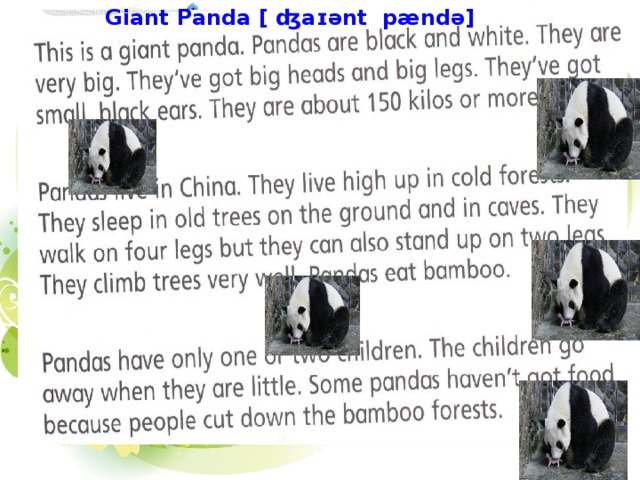 Giant Panda [ ʤaɪənt pændə]