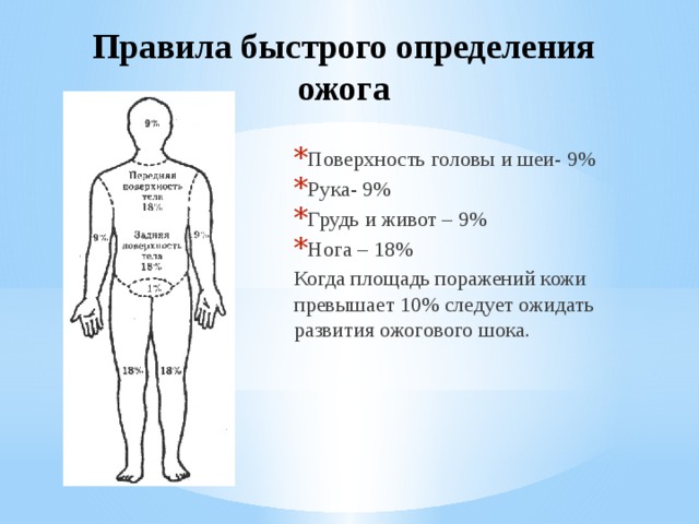 Площадь поверхности грудной клетки у человека