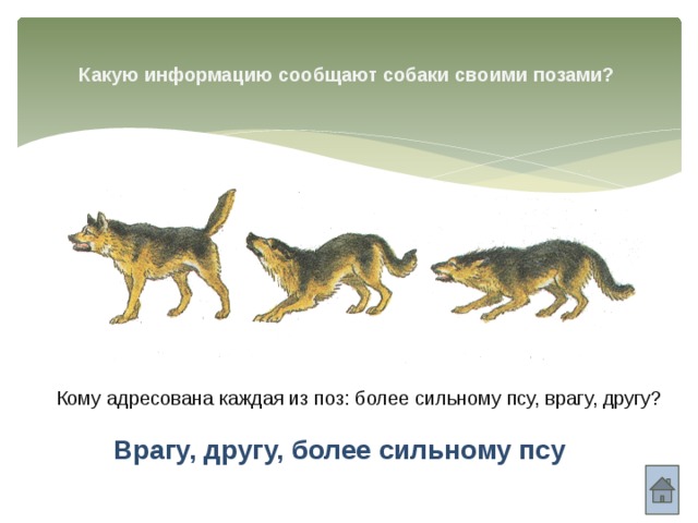 Какую информацию сообщают собаки своими позами? Кому адресована каждая из поз: более сильному псу, врагу, другу? Врагу, другу, более сильному псу