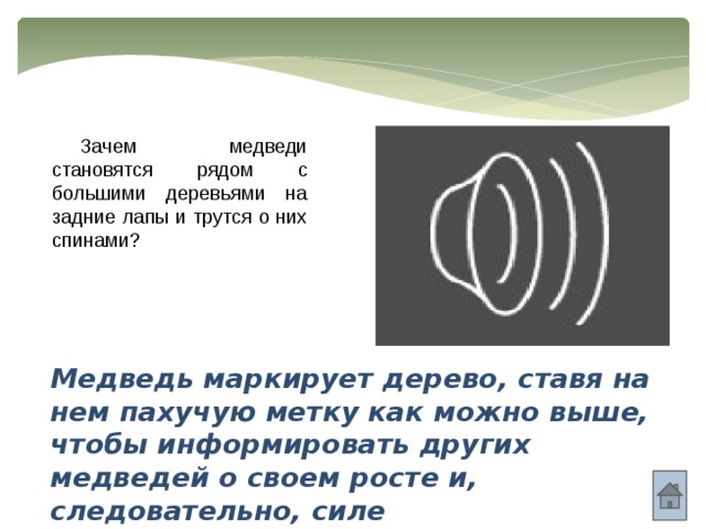 Зачем медведи становятся рядом с большими деревьями на задние лапы и трутся о них спинами? Медведь маркирует дерево, ставя на нем пахучую метку как можно выше, чтобы информировать других медведей о своем росте и, следовательно, силе