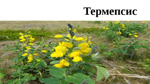 Термепсис