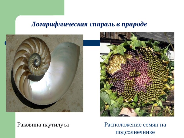 Логарифмическая спираль в природе    Раковина наутилуса Расположение семян на подсолнечнике
