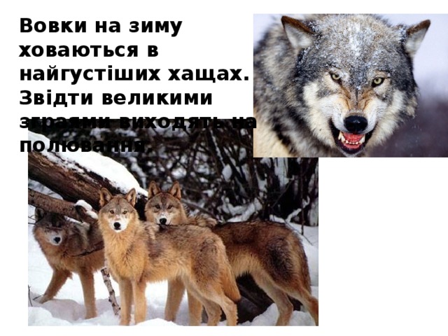 Вовки на зиму ховаються в найгустіших хащах. Звідти великими зграями виходять на полювання.