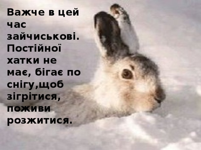 Важче в цей час зайчиськові. Постійної хатки не має, бігає по снігу,щоб зігрітися, поживи розжитися.