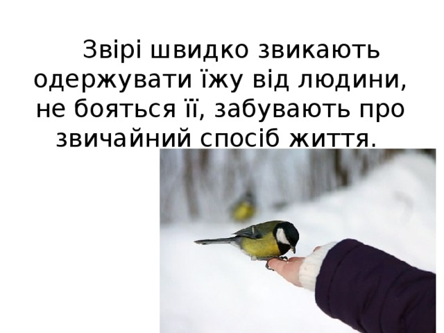 Звірі швидко звикають одержувати їжу від людини, не бояться її, забувають про звичайний спосіб життя.