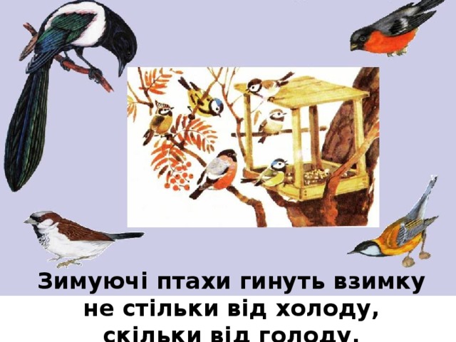 Зимуючі птахи гинуть взимку не стільки від холоду, скільки від голоду.