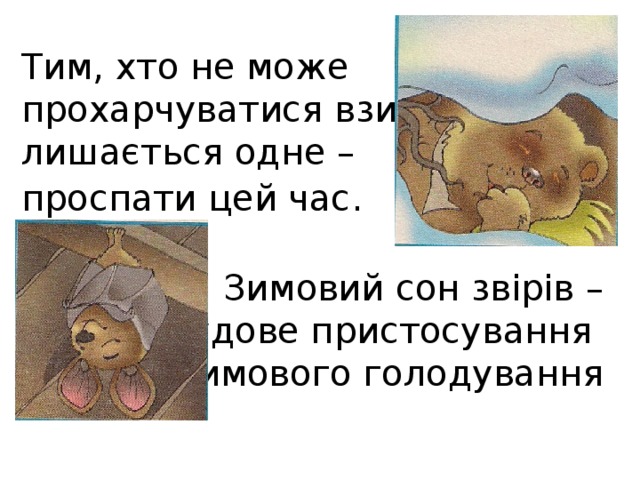 Тим, хто не може прохарчуватися взимку, лишається одне – проспати цей час . Зимовий сон звірів –  чудове пристосування до зимового голодування