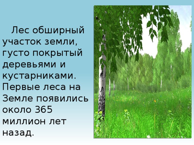 Лес обширный участок земли, густо покрытый деревьями и кустарниками. Первые леса на Земле появились около 365 миллион лет назад.