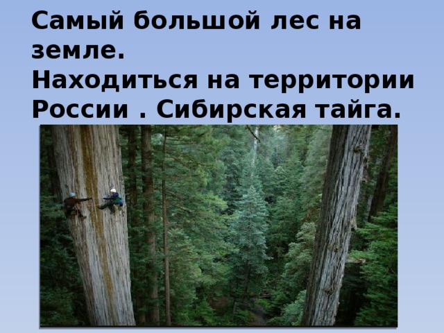 Самый большой лес на земле.  Находиться на территории России . Сибирская тайга.
