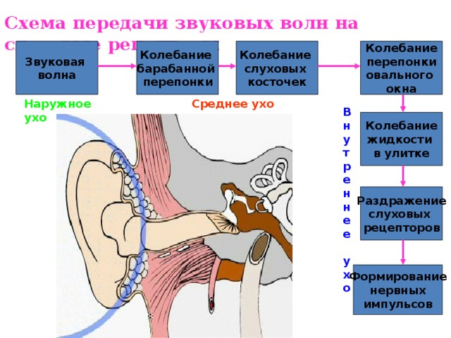 Схема передачи звуковых волн на слуховые рецепторы Колебание Колебание Звуковая Колебание барабанной слуховых волна перепонки перепонки овального косточек окна Среднее ухо Наружное ухо В н у т р е н н е е  у х о Колебание жидкости в улитке Раздражение слуховых рецепторов Формирование нервных импульсов