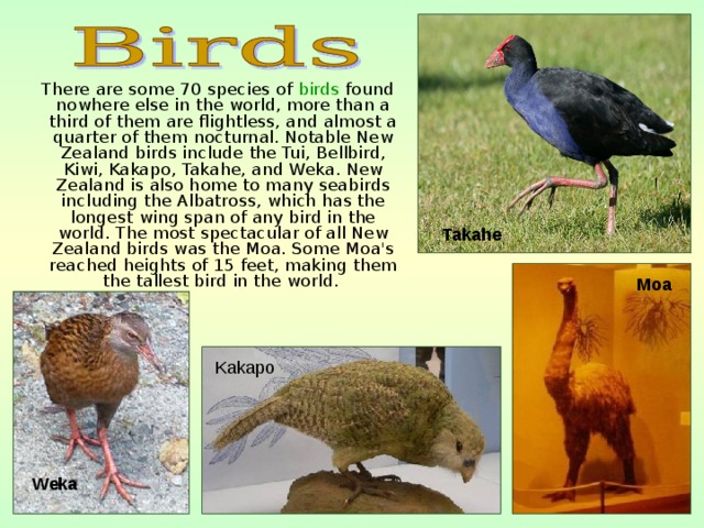 There are some 70 species of birds found nowhere else in the world, more than a third of them are flightless, and almost a quarter of them nocturnal. Notable New Zealand birds include the Tui, Bellbird, Kiwi, Kakapo, Takahe, and Weka. New Zealand is also home to many seabirds including the Albatross, which has the longest wing span of any bird in the world. The most spectacular of all New Zealand birds was the Moa. Some Moa's reached heights of 15 feet, making them the tallest bird in the world.  Takahe  Moa Kakapo  Weka