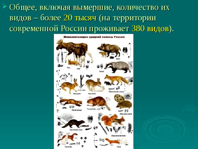 Общее, включая вымершие, количество их видов – более 20 тысяч (на территории современной России проживает 380 видов ).