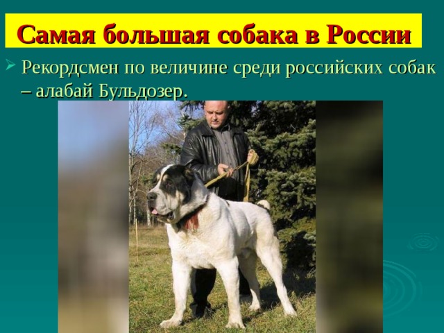 Самая большая собака в России