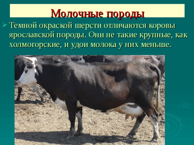 Молочные породы