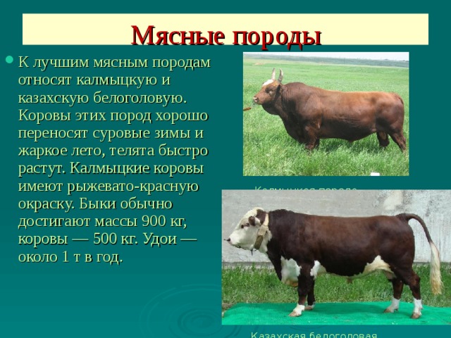 Мясные породы К лучшим мясным породам относят калмыцкую и казахскую белоголовую. Коровы этих пород хорошо переносят суровые зимы и жаркое лето, телята быстро растут. Калмыцкие коровы имеют рыжевато-красную окраску. Быки обычно достигают массы 900 кг, коровы — 500 кг. Удои — около 1 т в год. Калмыцкая порода Казахская белоголовая