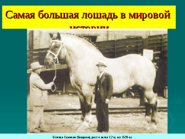Самая большая лошадь в мировой истории Кличка Сампсон (Sampson), рост в холке 2,2 м, вес 1520 кг.