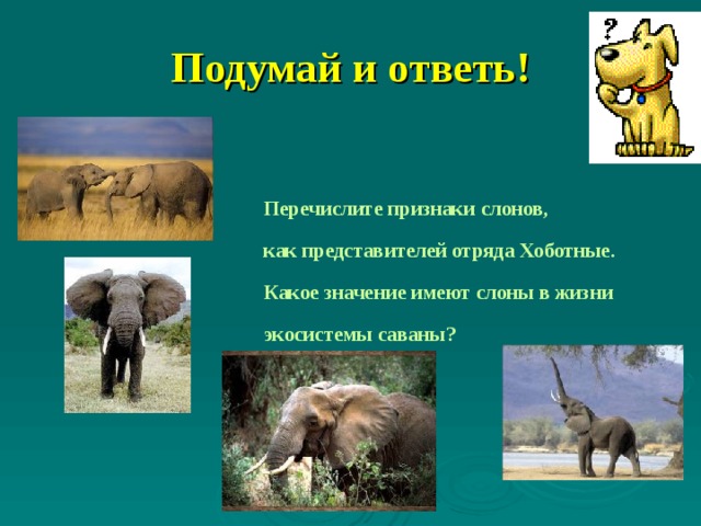 Подумай и ответь!   Перечислите признаки слонов, как представителей отряда Хоботные. Какое значение имеют слоны в жизни экосистемы саваны?