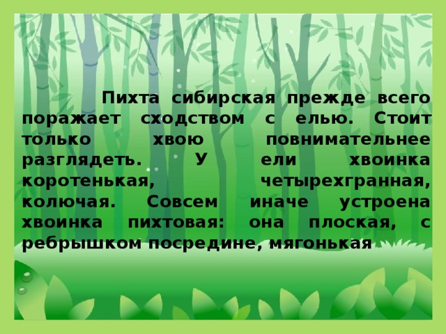 Пихта сибирская прежде всего поражает сходством с елью. Стоит только хвою повнимательнее разглядеть. У ели хвоинка коротенькая, четырехгранная, колючая. Совсем иначе устроена хвоинка пихтовая: она плоская, с ребрышком посредине, мягонькая