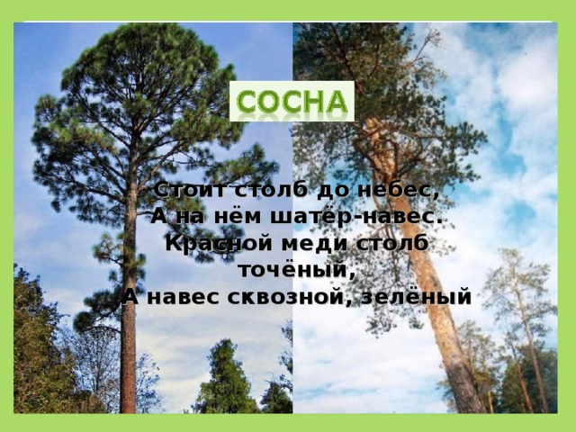 Стоит столб до небес,  А на нём шатёр-навес.  Красной меди столб точёный,  А навес сквозной, зелёный