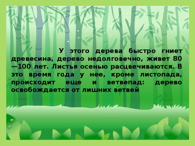 У этого дерева быстро гниет древесина, дерево недолговечно, живет 80—100 лет. Листья осенью расцвечиваются. В это время года у нее, кроме листопада, происходит еще и ветвепад: дерево освобождается от лишних ветвей