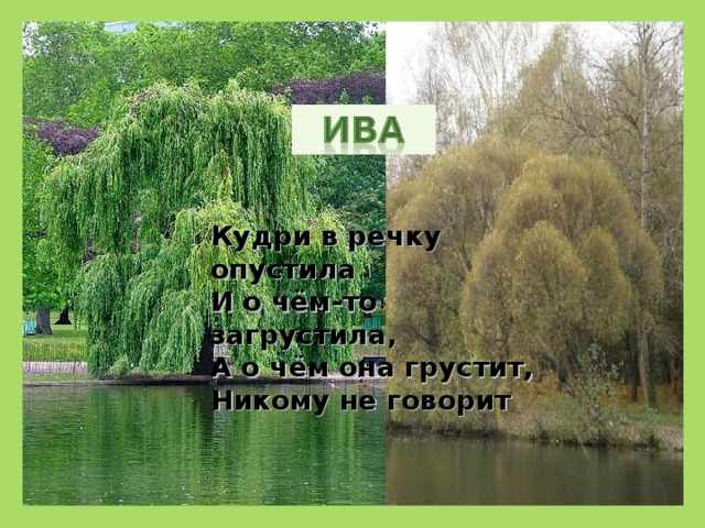 Кудри в речку опустила  И о чём-то загрустила,  А о чём она грустит,  Никому не говорит