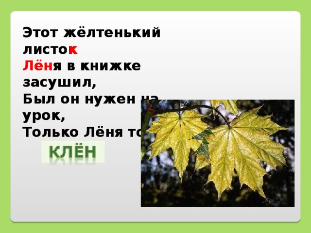 Этот жёлтенький листок  Лёня в книжке засушил,  Был он нужен на урок,  Только Лёня то забыл. Этот жёлтенький листо к  Лён я в книжке засушил,  Был он нужен на урок,  Только Лёня то забыл.