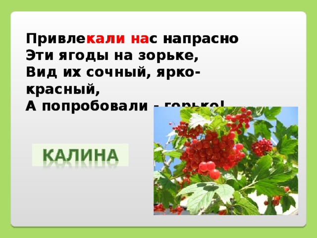 Привлекали нас напрасно  Эти ягоды на зорьке,  Вид их сочный, ярко-красный,  А попробовали - горько! Привле кали на с напрасно  Эти ягоды на зорьке,  Вид их сочный, ярко-красный,  А попробовали - горько!