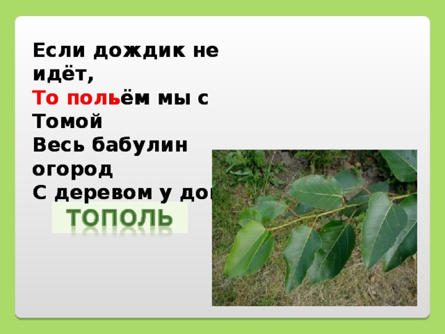 Если дождик не идёт,  То  поль ём мы с Томой  Весь бабулин огород  С деревом у дома. Если дождик не идёт,  То польём мы с Томой  Весь бабулин огород  С деревом у дома.