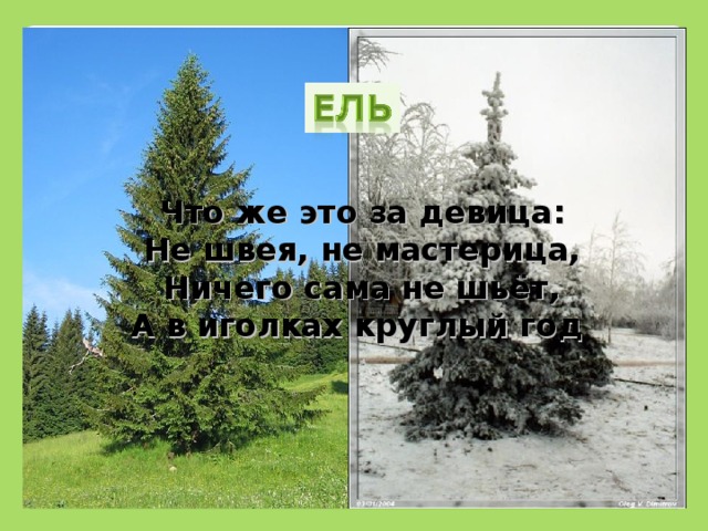 Что же это за девица:  Не швея, не мастерица,  Ничего сама не шьёт,  А в иголках круглый год