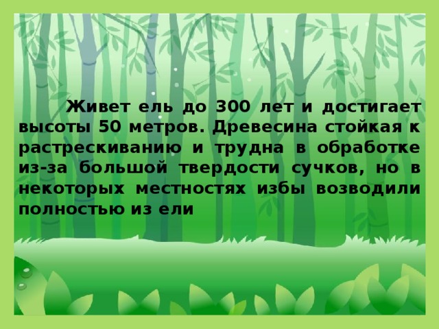 Живет ель до 300 лет и достигает высоты 50 метров. Древесина стойкая к растрескиванию и трудна в обработке из-за большой твердости сучков, но в некоторых местностях избы возводили полностью из ели