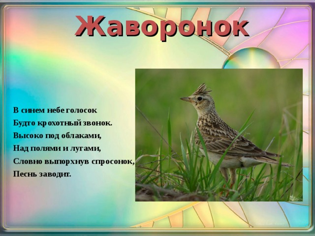 Жаворонок В синем небе голосок Будто крохотный звонок. Высоко под облаками, Над полями и лугами, Словно выпорхнув спросонок, Песнь заводит.