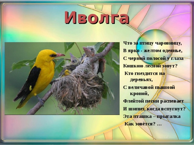 Иволга Что за птицу чаровницу, В ярко - желтом одеянье, С черной полосой у глаза Кошкою лесной зовут?  Кто гнездится на деревьях, С величавой пышной кроной, Флейтой песни распевает И шипит, когда вспугнут? Эта пташка – прыгалка  Как зовётся? …