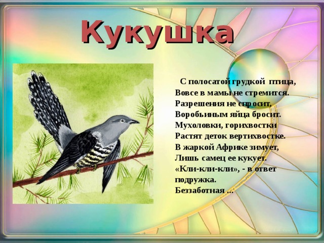 Кукушка  С полосатой грудкой птица,  Вовсе в мамы не стремится.  Разрешения не спросит,  Воробьиным яйца бросит.  Мухоловки, горихвостки  Растят деток вертихвостке.  В жаркой Африке зимует,  Лишь самец ее кукует.  «Кли-кли-кли», - в ответ подружка.  Беззаботная ...