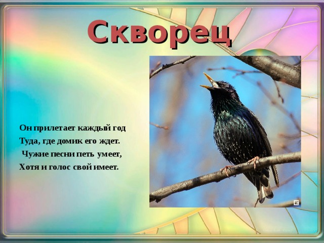 Скворец  Он прилетает каждый год Туда, где домик его ждет.  Чужие песни петь умеет, Хотя и голос свой имеет.