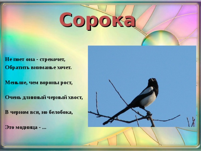 Сорока Не поет она - стрекочет, Обратить вниманье хочет.   Меньше, чем вороны рост,   Очень длинный черный хвост,   В черном вся, но белобока,   Это модница - ...