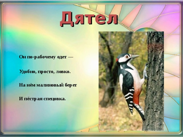 Дятел Он по-рабочему одет —  Удобно, просто, ловко.   На нём малиновый берет   И пёстрая спецовка.
