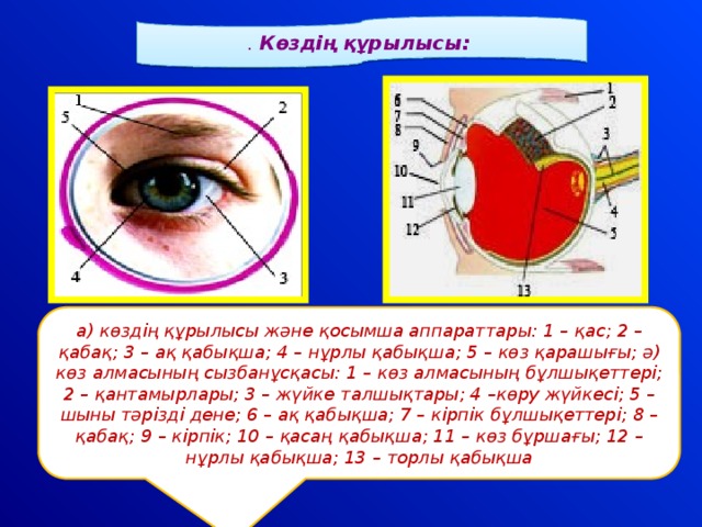 Мойыл көз текст. Көз презентация. Көру гигиенасы презентация. Көру мүшесінің құрылысы мен гигиенасы презентация ҚМЖ. Көру және есту анализаторы презентация.