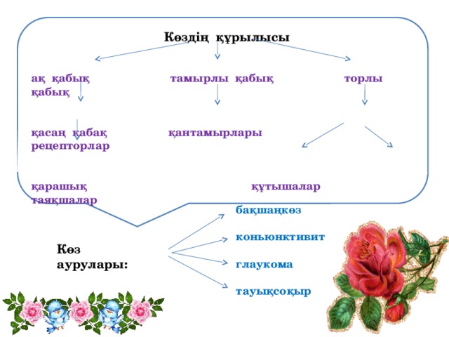 Көздің құрылысы ақ қабық тамырлы қабық торлы қабық   қасаң қабақ қантамырлары рецепторлар   қарашық құтышалар таяқшалар бақшаңкөз  коньюнктивит  глаукома  тауықсоқыр Көз аурулары: