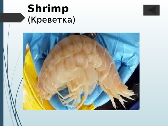 Shrimp  (Креветка)