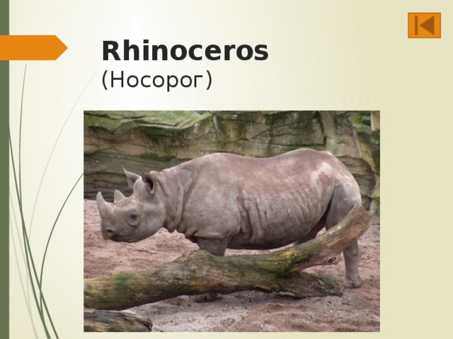 Rhinoceros  (Носорог)