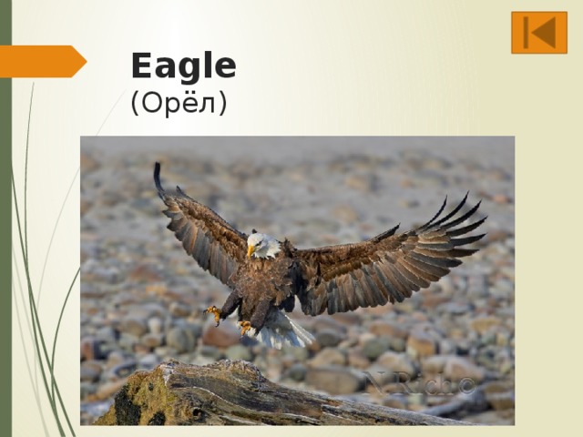 Eagle  (Орёл)