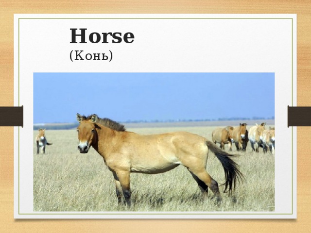 Horse  (Конь)