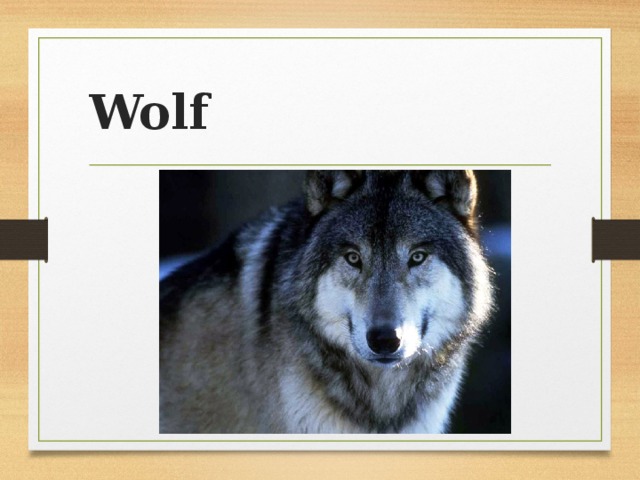 Wolf