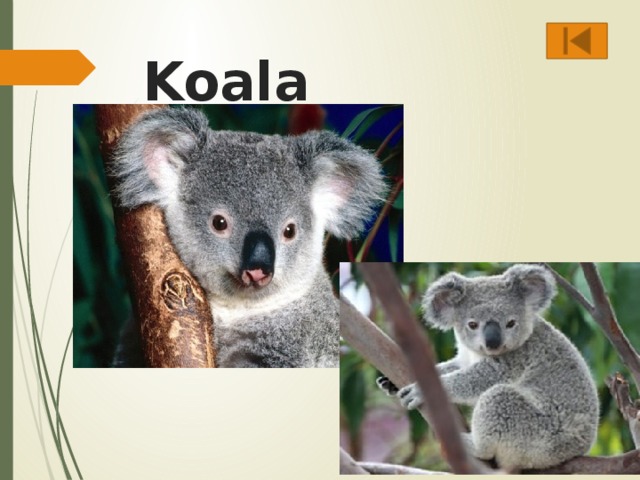 Koala