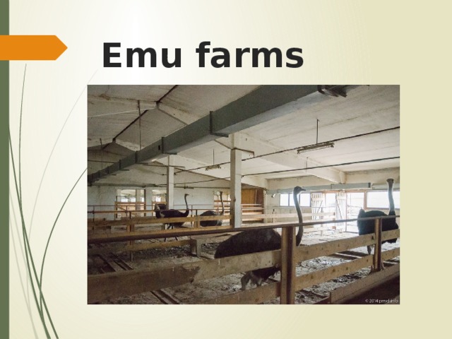 Emu farms