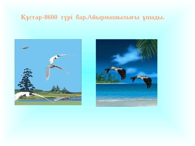 Құстар-8600 түрі бар.Айырмашылығы ұшады.