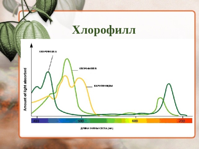 Хлорофилл