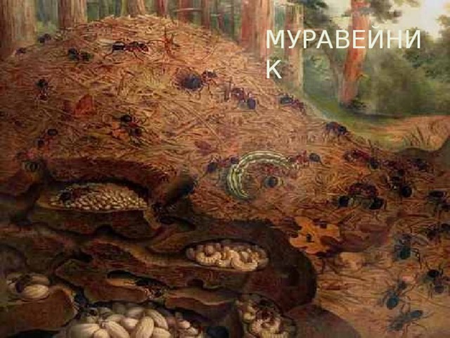 МУРАВЕЙНИК