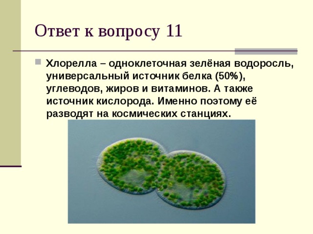 Хлорелла – одноклеточная зелёная водоросль, универсальный источник белка (50%), углеводов, жиров и витаминов. А также источник кислорода. Именно поэтому её разводят на космических станциях.