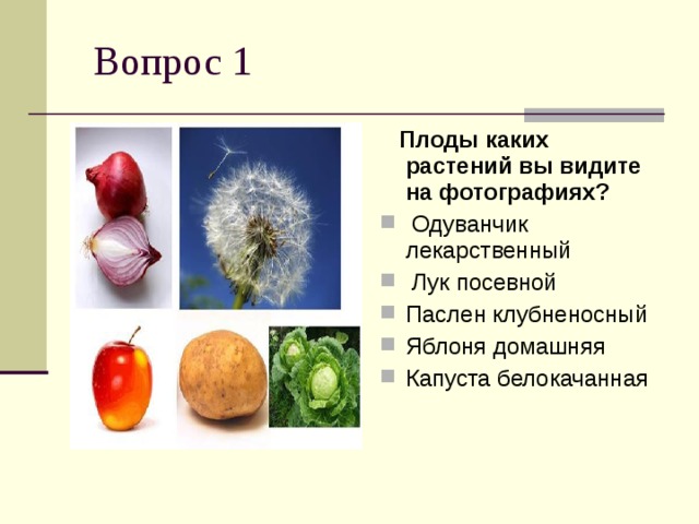 Какой плод имеет. Вопросы про плоды. Вопросы по плодам. Лук какой плод. Не являются плодами какие.